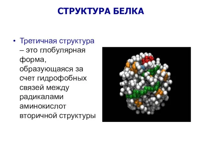 Третичная структура – это глобулярная форма, образующаяся за счет гидрофобных связей между