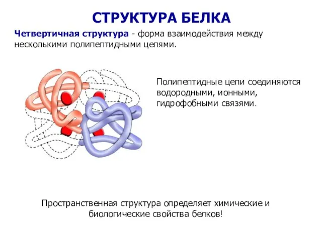 Четвертичная структура - форма взаимодействия между несколькими полипептидными цепями. Полипептидные цепи соединяются
