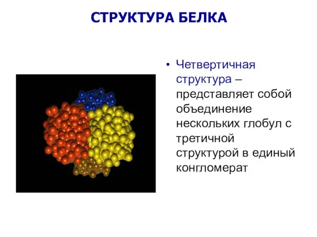 Четвертичная структура – представляет собой объединение нескольких глобул с третичной структурой в единый конгломерат СТРУКТУРА БЕЛКА