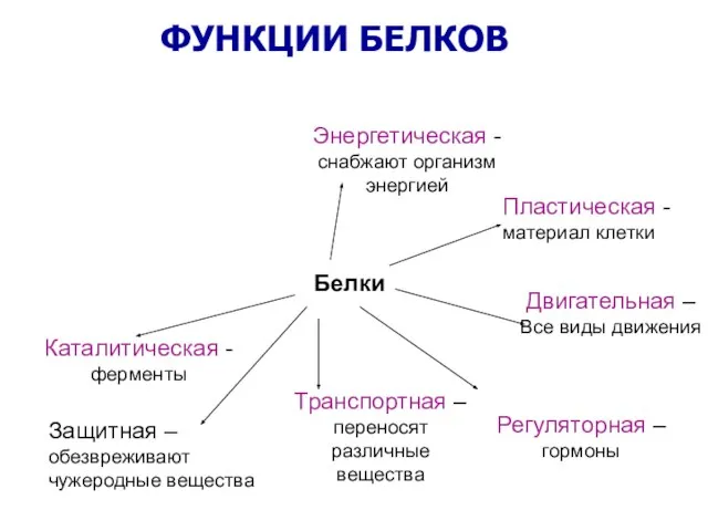 Белки Каталитическая -ферменты Защитная – обезвреживают чужеродные вещества Транспортная – переносят различные