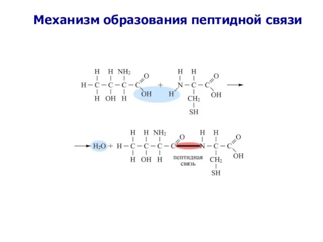 Механизм образования пептидной связи