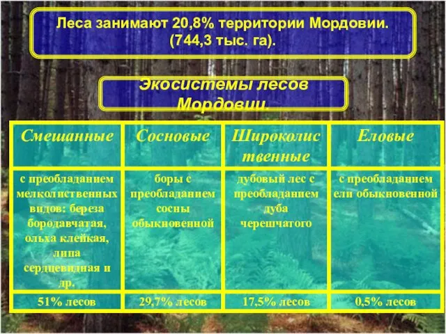 Экосистемы лесов Мордовии. Леса занимают 20,8% территории Мордовии. (744,3 тыс. га).