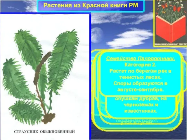 Растения из Красной книги РМ Семейство Нимфейные. Статус. Категория 2. Уязвимый вид.