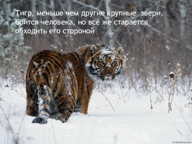 Тигр, меньше чем другие крупные звери, боится человека, но всё же старается обходить его стороной