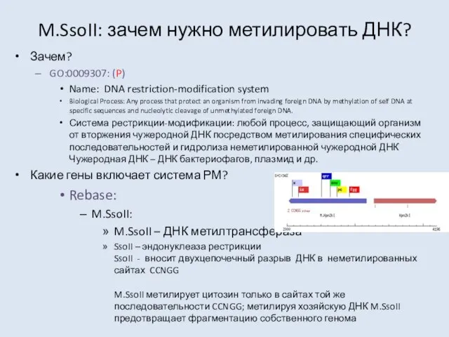 M.SsoII: зачем нужно метилировать ДНК? Зачем? GO:0009307: (P) Name: DNA restriction-modification system