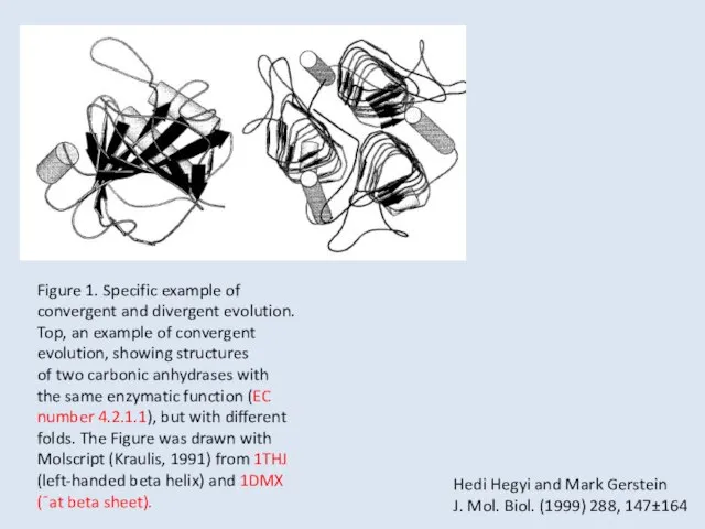 Figure 1. Specific example of convergent and divergent evolution. Top, an example