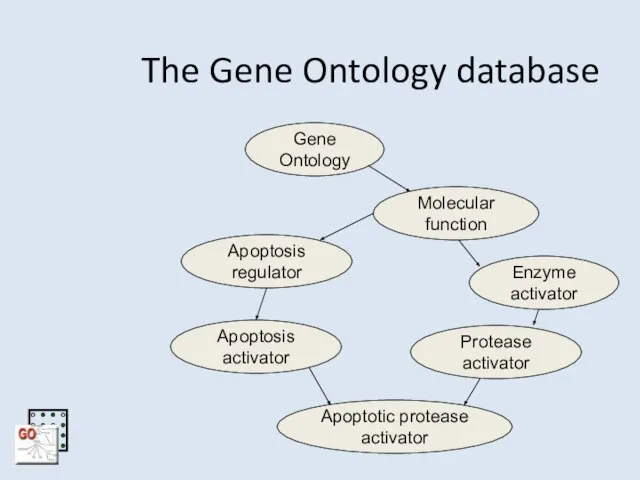 The Gene Ontology database Apoptotic protease activator