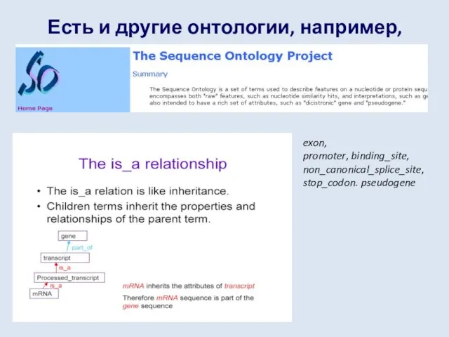 Есть и другие онтологии, например, exon, promoter, binding_site, non_canonical_splice_site, stop_codon. pseudogene