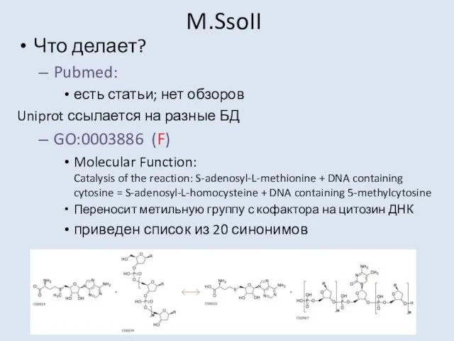 M.SsoII Что делает? Pubmed: есть статьи; нет обзоров Uniprot ссылается на разные