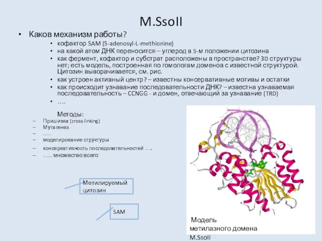 M.SsoII Каков механизм работы? кофактор SAM (S-adenosyl-L-methionine) на какой атом ДНК переносится