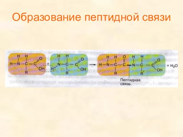 Образование пептидной связи