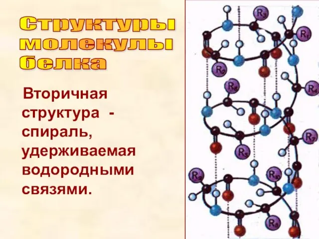 Вторичная структура - спираль, удерживаемая водородными связями. Структуры молекулы белка