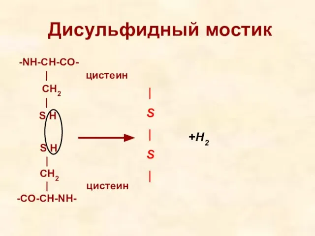 Дисульфидный мостик -NH-CH-CO- | цистеин CH2 | S H | S |