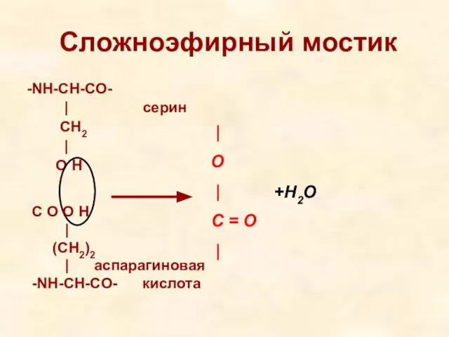 Сложноэфирный мостик -NH-CH-CO- | серин CH2 | O H | O |