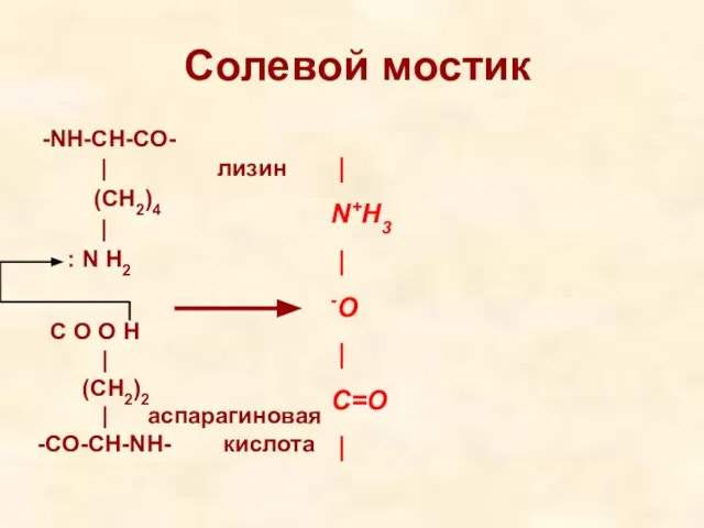 Солевой мостик -NH-CH-CO- | лизин (CH2)4 | : N H2 | N+H3