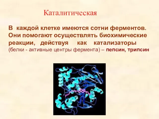 Каталитическая В каждой клетке имеются сотни ферментов. Они помогают осуществлять биохимические реакции,