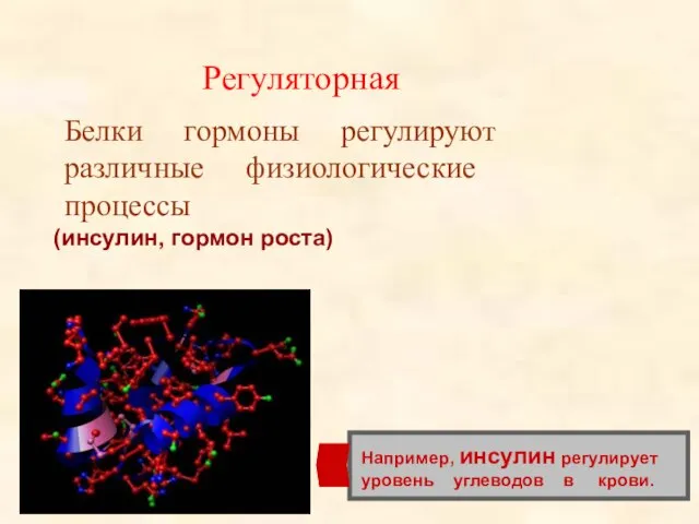 Регуляторная Белки гормоны регулируют различные физиологические процессы (инсулин, гормон роста) Например, инсулин