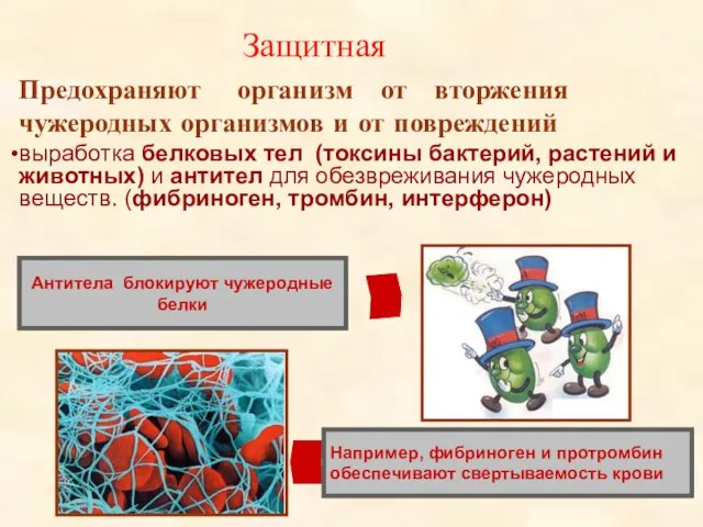 Защитная Например, фибриноген и протромбин обеспечивают свертываемость крови Антитела блокируют чужеродные белки