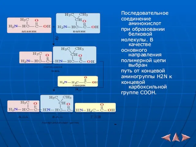 Последовательное соединение аминокислот при образовании белковой молекулы. В качестве основного направления полимерной