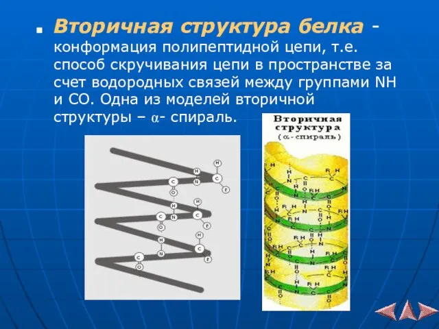 Вторичная структура белка - конформация полипептидной цепи, т.е. способ скручивания цепи в