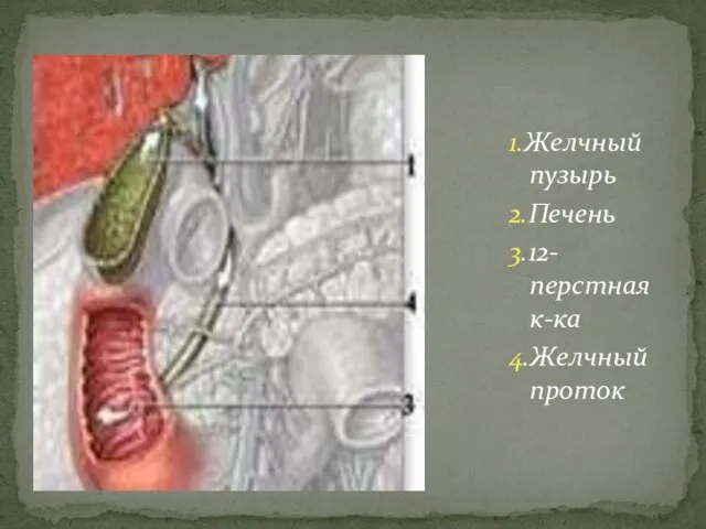 1.Желчный пузырь 2.Печень 3.12-перстная к-ка 4.Желчный проток