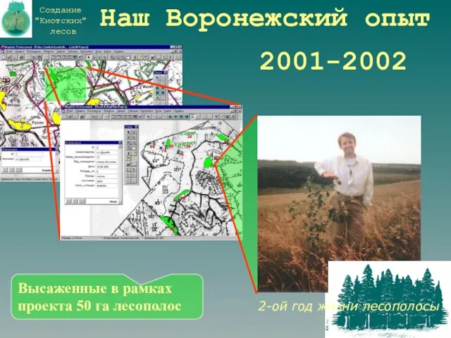 Наш Воронежский опыт 2001-2002 Высаженные в рамках проекта 50 га лесополос 2-ой год жизни лесополосы