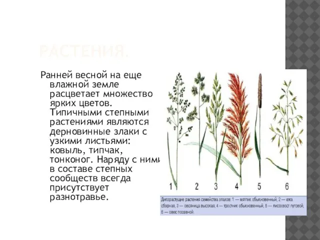 РАСТЕНИЯ. Ранней весной на еще влажной земле расцветает множество ярких цветов. Типичными