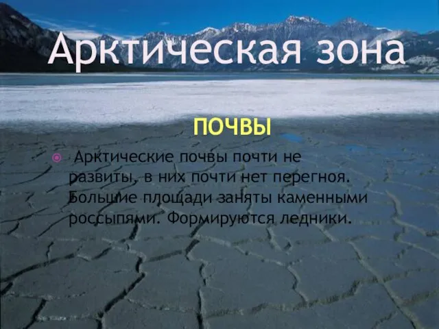 ПОЧВЫ Арктические почвы почти не развиты, в них почти нет перегноя. Большие