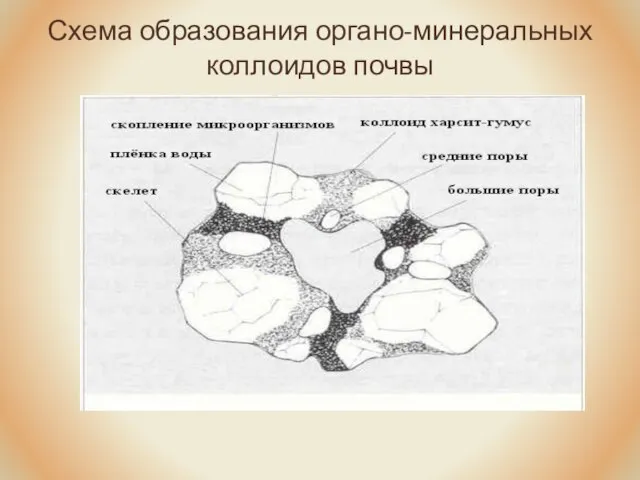 Схема образования органо-минеральных коллоидов почвы