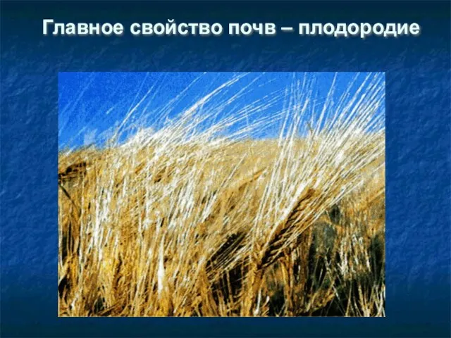 Главное свойство почв – плодородие