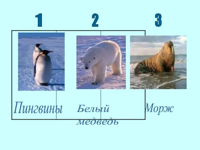 1 2 3 Пингвины Белый медведь Морж