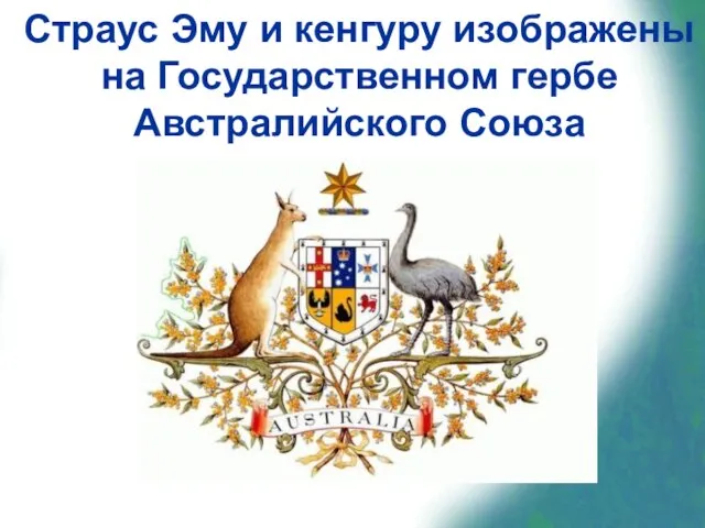 Страус Эму и кенгуру изображены на Государственном гербе Австралийского Союза