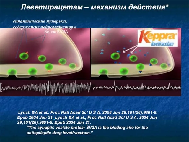 Белок SV2A синаптические пузырьки, содержащие нейромедиаторы *Lynch BA et al., Proc Natl