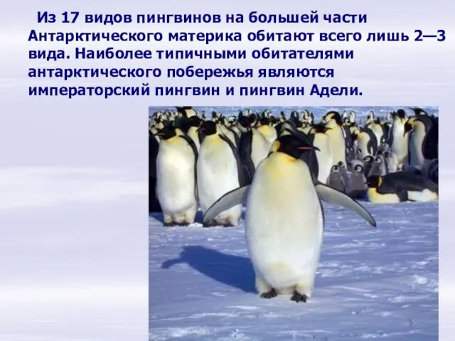 Из 17 видов пингвинов на большей части Антарктического материка обитают всего лишь