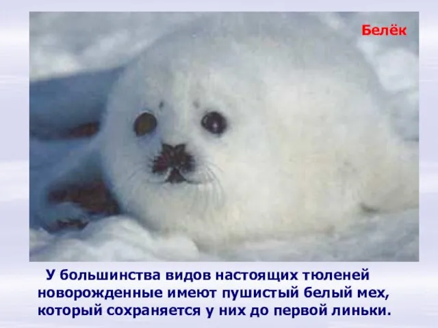 Белёк У большинства видов настоящих тюленей новорожденные имеют пушистый белый мех, который