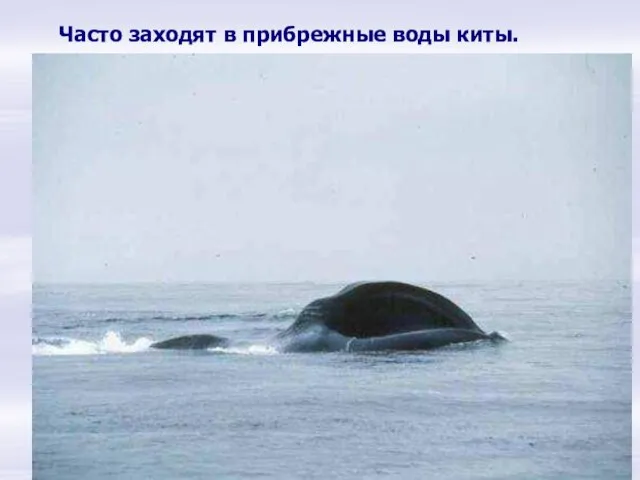 Часто заходят в прибрежные воды киты. Справа айсберг, слева кит. Он фонтаном