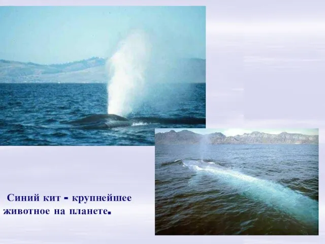 Синий кит - крупнейшее животное на планете. Синий кит - крупнейшее животное на планете.