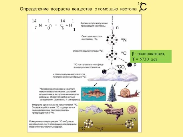 Определение возраста вещества с помощью изотопа С 6 14 β –радиоактивен, Т