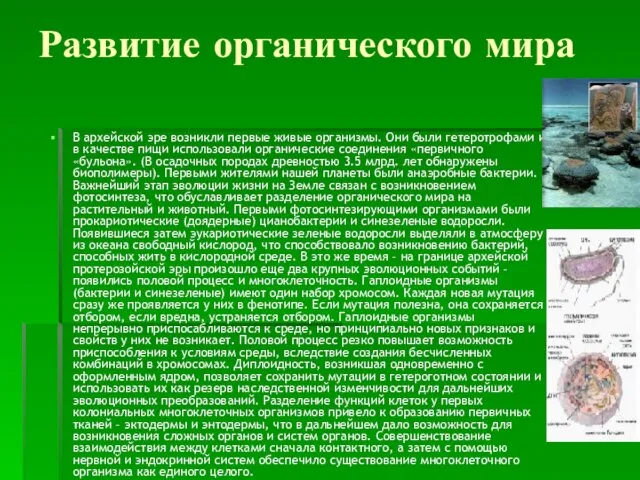 Развитие органического мира В архейской эре возникли первые живые организмы. Они были