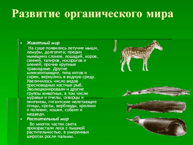 Развитие органического мира Животный мир На суше появились летучие мыши, лемуры, долгопята;