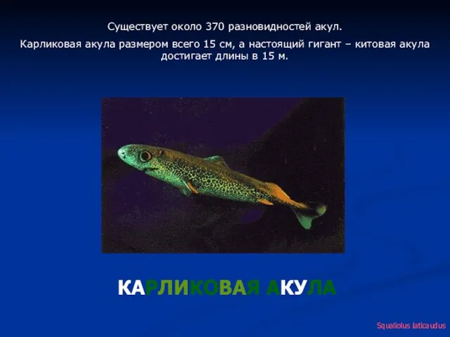 Существует около 370 разновидностей акул. Карликовая акула размером всего 15 см, а