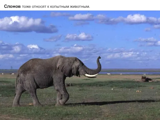 Слонов тоже относят к копытным животным.