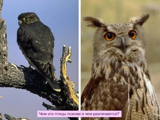 Чем эти птицы похожи и чем различаются?