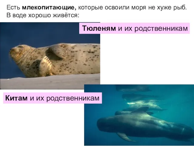 Есть млекопитающие, которые освоили моря не хуже рыб. В воде хорошо живётся: