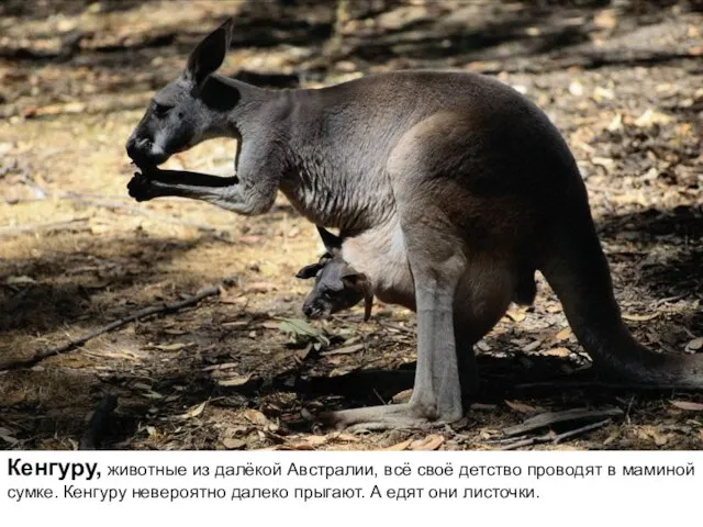 Кенгуру, животные из далёкой Австралии, всё своё детство проводят в маминой сумке.