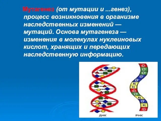 Мутагенез (от мутации и ...генез), процесс возникновения в организме наследственных изменений —
