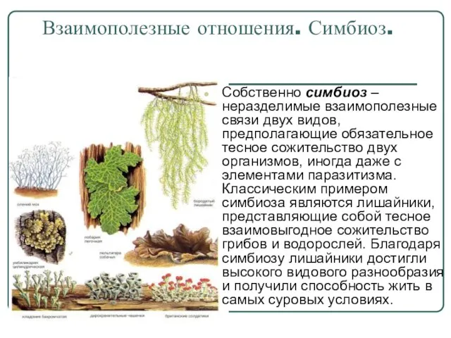 Взаимополезные отношения. Симбиоз. Собственно симбиоз – неразделимые взаимополезные связи двух видов, предполагающие