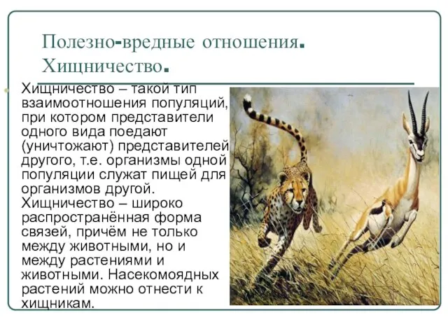 Полезно-вредные отношения. Хищничество. Хищничество – такой тип взаимоотношения популяций, при котором представители