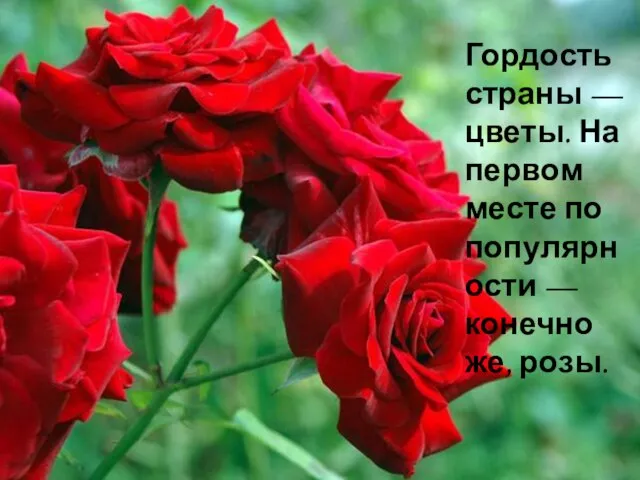 Гордость страны — цветы. На первом месте по популярности — конечно же, розы.