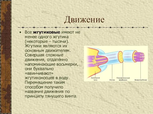 Движение Все жгутиковые имеют не менее одного жгутика (некоторые – тысячи). Жгутики